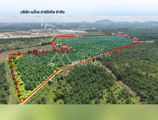ขายสวนปาล์ม ตำบลกรุด พุนพิน สุราษฎร์ธานี 198 ไร่ จำนวน 3,500 ต้น รายได้ 4 ล้านต่อปี