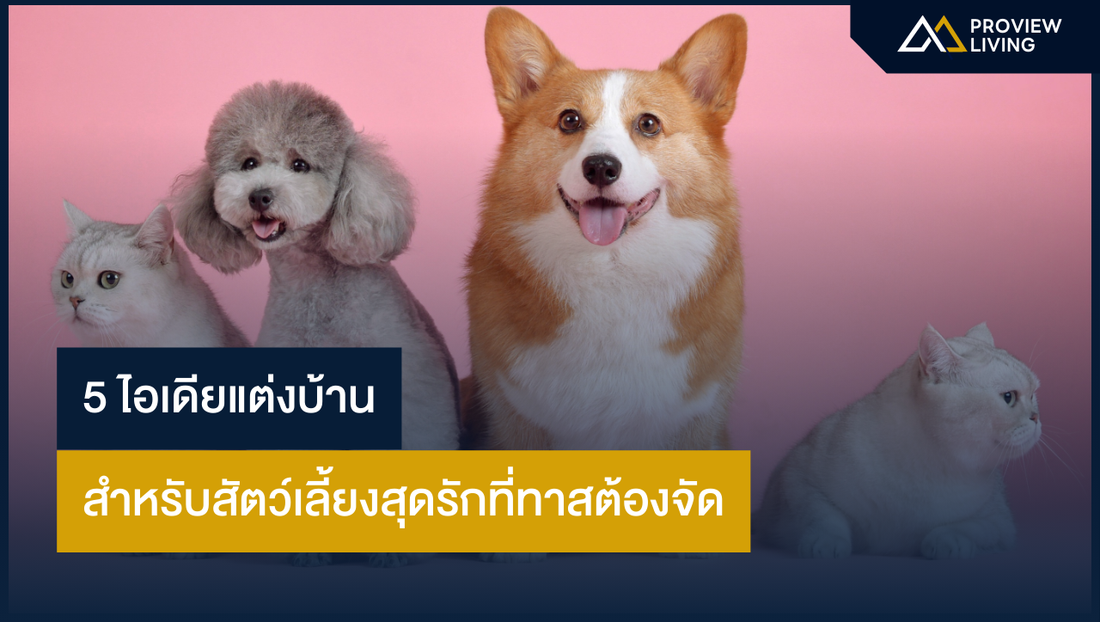 5 ไอเดียแต่งบ้านสำหรับสัตว์เลี้ยงสุดรักที่ทาสต้องจัดด่วน