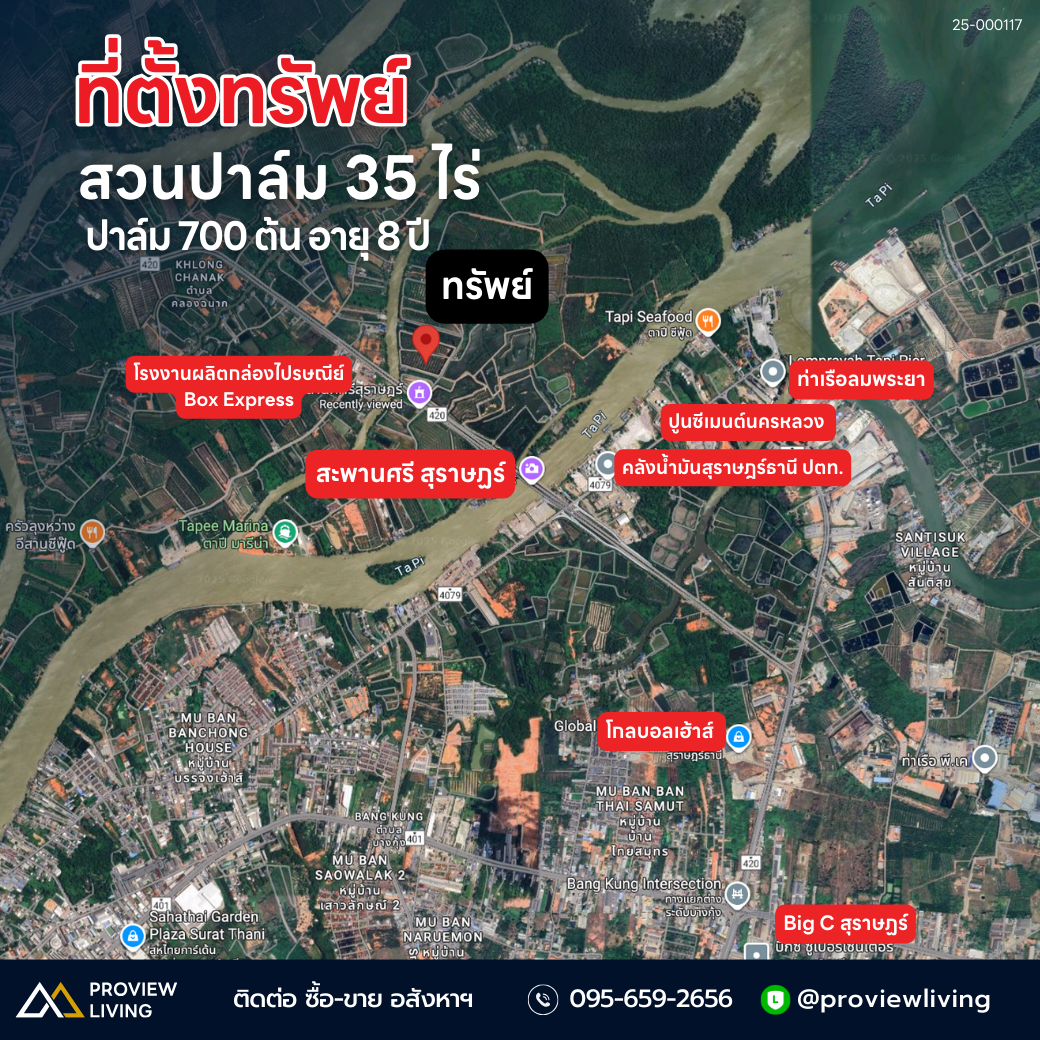 [ขายด่วน] ที่ดินสวนปาล์ม ปาล์มอายุ 8 ปี 700 ต้น ขนาด 35 ไร่ ใกล้สะพานศรีสุราษฏร์ แปลงสวย ติดคลองสะบ้าย้อย คลองฉนาก สุราษฎร์ธานี