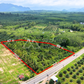 Oil palm plantation for sale, 6 rai @ Bang Baimai Intersection, price 2.XX MB / rai