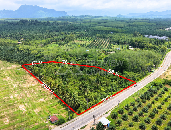 Oil palm plantation for sale, 6 rai @ Bang Baimai Intersection, price 2.XX MB / rai