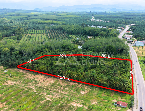 Oil palm plantation for sale, 6 rai @ Bang Baimai Intersection, price 2.XX MB / rai