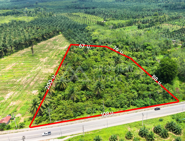 Oil palm plantation for sale, 6 rai @ Bang Baimai Intersection, price 2.XX MB / rai