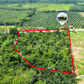 Oil palm plantation for sale, 6 rai @ Bang Baimai Intersection, price 2.XX MB / rai