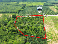 Oil palm plantation for sale, 6 rai @ Bang Baimai Intersection, price 2.XX MB / rai