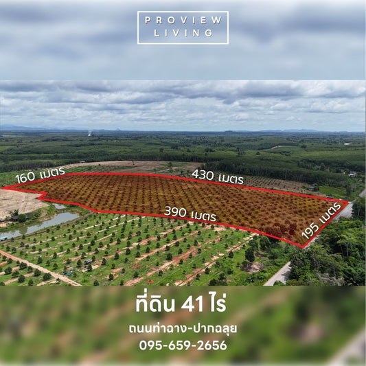 [ขาย] ที่ดินสวนปาล์ม 41 ไร่ ปาล์ม 800 ต้น อายุ 4 ปี @ท่าฉาง โฉลดครุฑแดง