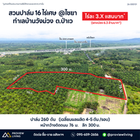 ขายสวนปาล์ม 16 ไร่เศษ ทำเลบ้านวังม่วง ป่าเว ไชยา สุราษฎร์ธานี 3.XX แสนบาท / ไร่