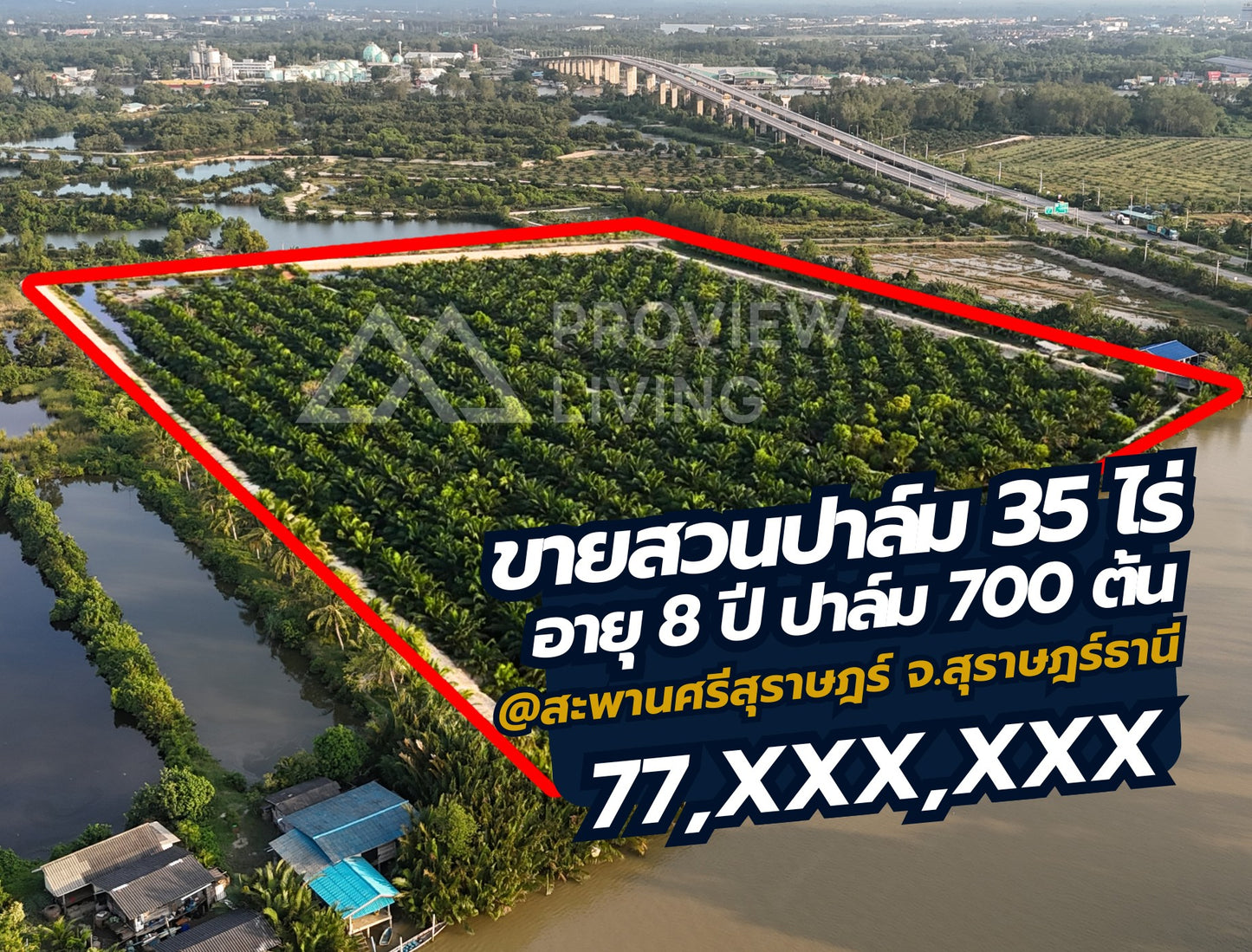[ขายด่วน] ที่ดินสวนปาล์ม 8 ปี 700 ต้น ใกล้สะพานศรีสุราษฏร์ 35 ไร่