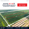 ขายสวนปาล์ม 20 ไร่ ใกล้อบต.มะรือโบออก @นราธิวาส บนถนนเลียบคลองสาย 5 ซอยปิเหล็ก ไร่ละ 1.X แสน ยกแปลง 2.XX ล้านบาท
