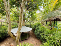 Urgent Sale! Ratthana Thachang Orchard, Surat Thani, 10 rai, 1 ngan, 76.0 sq. wa., per rai