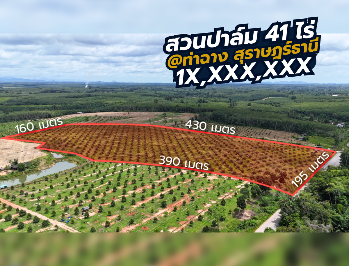 [ขาย] ที่ดินสวนปาล์ม 41 ไร่ ปาล์ม 800 ต้น อายุ 4 ปี @ท่าฉาง โฉลดครุฑแดง