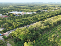 Urgent sale: House with 4 rai 2 ngan 73 sq. wa of land. Location: Khun Thale Soi 2, Surat Thani, near Wongbandit Factory.