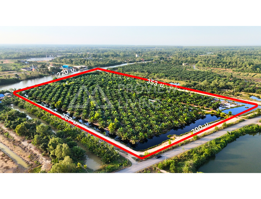 [ขายด่วน] ที่ดินสวนปาล์ม ปาล์มอายุ 8 ปี 700 ต้น ขนาด 35 ไร่ ใกล้สะพานศรีสุราษฏร์ แปลงสวย ติดคลองสะบ้าย้อย คลองฉนาก สุราษฎร์ธานี