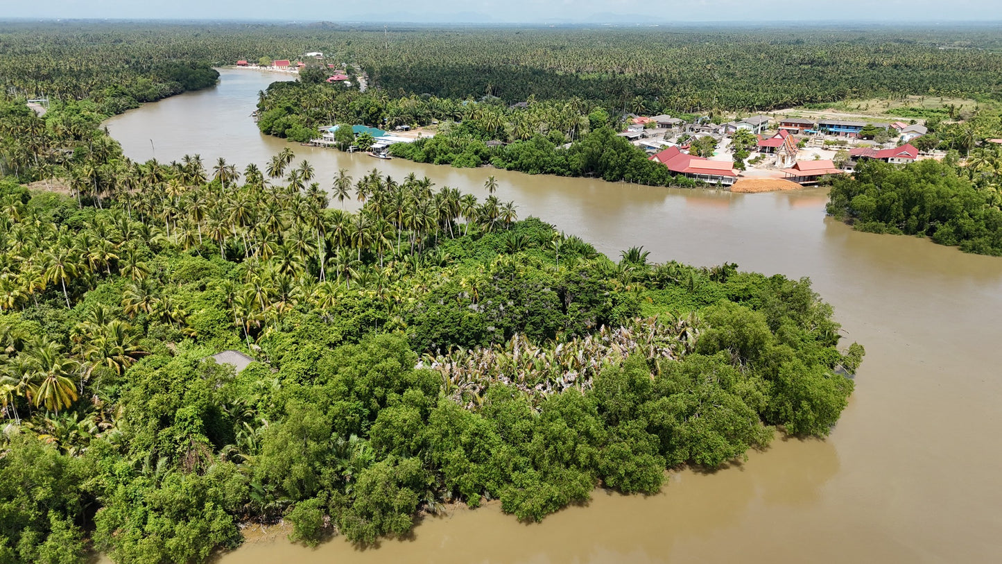 ที่ดินริมแม่น้ำ + สวนมะพร้าว เนื้อที่ 8-1-24 ไร่ @บางโพธิ์ สุราษฎร์ธานี