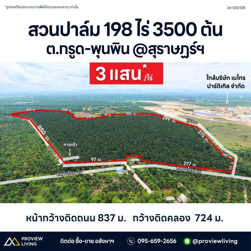 ขายสวนปาล์ม ตำบลกรุด พุนพิน สุราษฎร์ธานี 198 ไร่ จำนวน 3,500 ต้น รายได้ 4 ล้านต่อปี