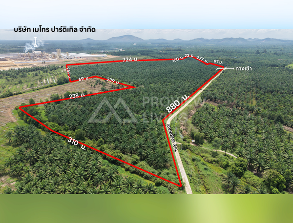 ขายสวนปาล์ม ตำบลกรุด พุนพิน สุราษฎร์ธานี 198 ไร่ จำนวน 3,500 ต้น รายได้ 4 ล้านต่อปี
