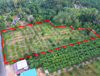 ขายสวนทุเรียน กาญจนดิษฐ์ สุราษฎร์ธานี | 4 ไร่ 2 งาน 77.4 ตร.วา ใกล้โรงเรียนบ้านห้วยด่าน