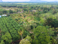 ขายสวนทุเรียน กาญจนดิษฐ์ สุราษฎร์ธานี | 4 ไร่ 2 งาน 77.4 ตร.วา ใกล้โรงเรียนบ้านห้วยด่าน