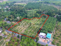 ขายสวนทุเรียน กาญจนดิษฐ์ สุราษฎร์ธานี | 4 ไร่ 2 งาน 77.4 ตร.วา ใกล้โรงเรียนบ้านห้วยด่าน