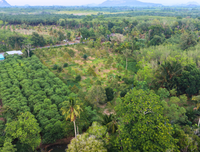ขายสวนทุเรียน กาญจนดิษฐ์ สุราษฎร์ธานี | 4 ไร่ 2 งาน 77.4 ตร.วา ใกล้โรงเรียนบ้านห้วยด่าน