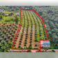 ขายที่ดินสวนปาล์ม 10 ไร่ (ผังสีชมพู) หลัง รพ. เขาพนม  - กระบี่ ไร่ละ 1.5 ล้าน ยกแปลง 15 ล้านบาท
