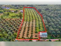 ขายที่ดินสวนปาล์ม 10 ไร่ (ผังสีชมพู) หลัง รพ. เขาพนม  - กระบี่ ไร่ละ 1.5 ล้าน ยกแปลง 15 ล้านบาท