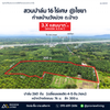 Oil palm plantation for sale, 6 rai @ Bang Baimai Intersection, price 2.XX MB / rai