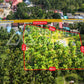 ขายที่ดินเปล่า ตลิ่งงาม เกาะสมุย 3 ไร่ 3 งาน 21 ตร.วา ราคา 7.5 ล้านบาท/ไร่