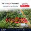 Oil palm plantation for sale, 6 rai @ Bang Baimai Intersection, price 2.XX MB / rai