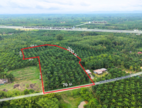 Oil palm plantation for sale, 6 rai @ Bang Baimai Intersection, price 2.XX MB / rai