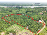 Oil palm plantation for sale, 6 rai @ Bang Baimai Intersection, price 2.XX MB / rai