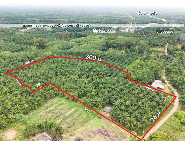 Oil palm plantation for sale, 6 rai @ Bang Baimai Intersection, price 2.XX MB / rai