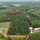 Oil palm plantation for sale, 6 rai @ Bang Baimai Intersection, price 2.XX MB / rai
