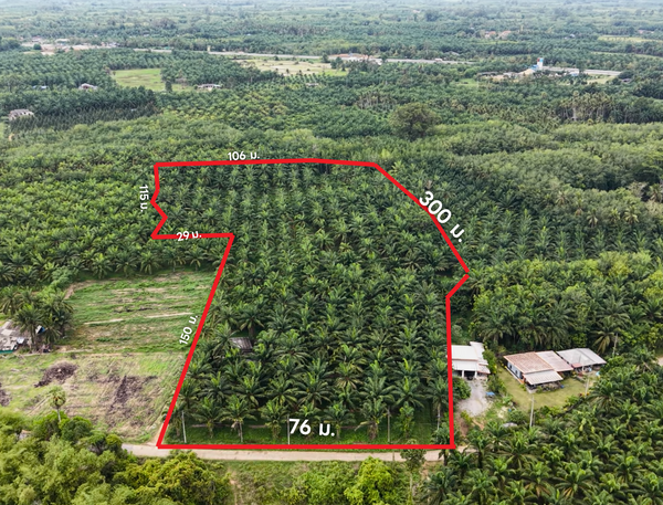 Oil palm plantation for sale, 6 rai @ Bang Baimai Intersection, price 2.XX MB / rai