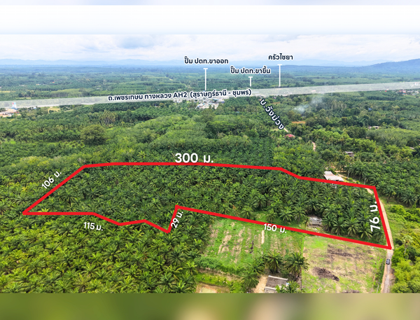 Oil palm plantation for sale, 6 rai @ Bang Baimai Intersection, price 2.XX MB / rai