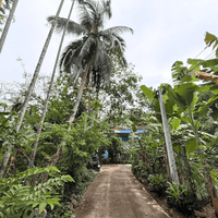 For quick sale: Garden house in Surat Thani, fully furnished, with various trees. 5 bedrooms, 2 bathrooms, with a waterfront pavilion. Large plot of land 381 sq. wah, 25 m wide, 61 m deep.