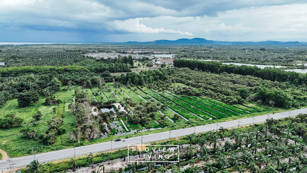25 rai of undeveloped land, 2 plots, 12 meters frontage on the main road, Phumriang, Chaiya, Surat Thani
