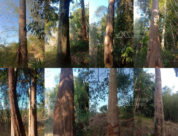 Land for sale in Surat Thani, near the new intersection, Chon Kasem 26/1, 50.1 sq. wah, good location, starting from 1 million baht.