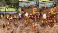 [Reserved] Luxury Villa Baan Chiang Hua Hin, large land 2 rai 3 ngan 72 sq. wah, designed for private relaxation or spending time together as a large family, accommodating more than 20 guests, Prachuap Khiri Khan