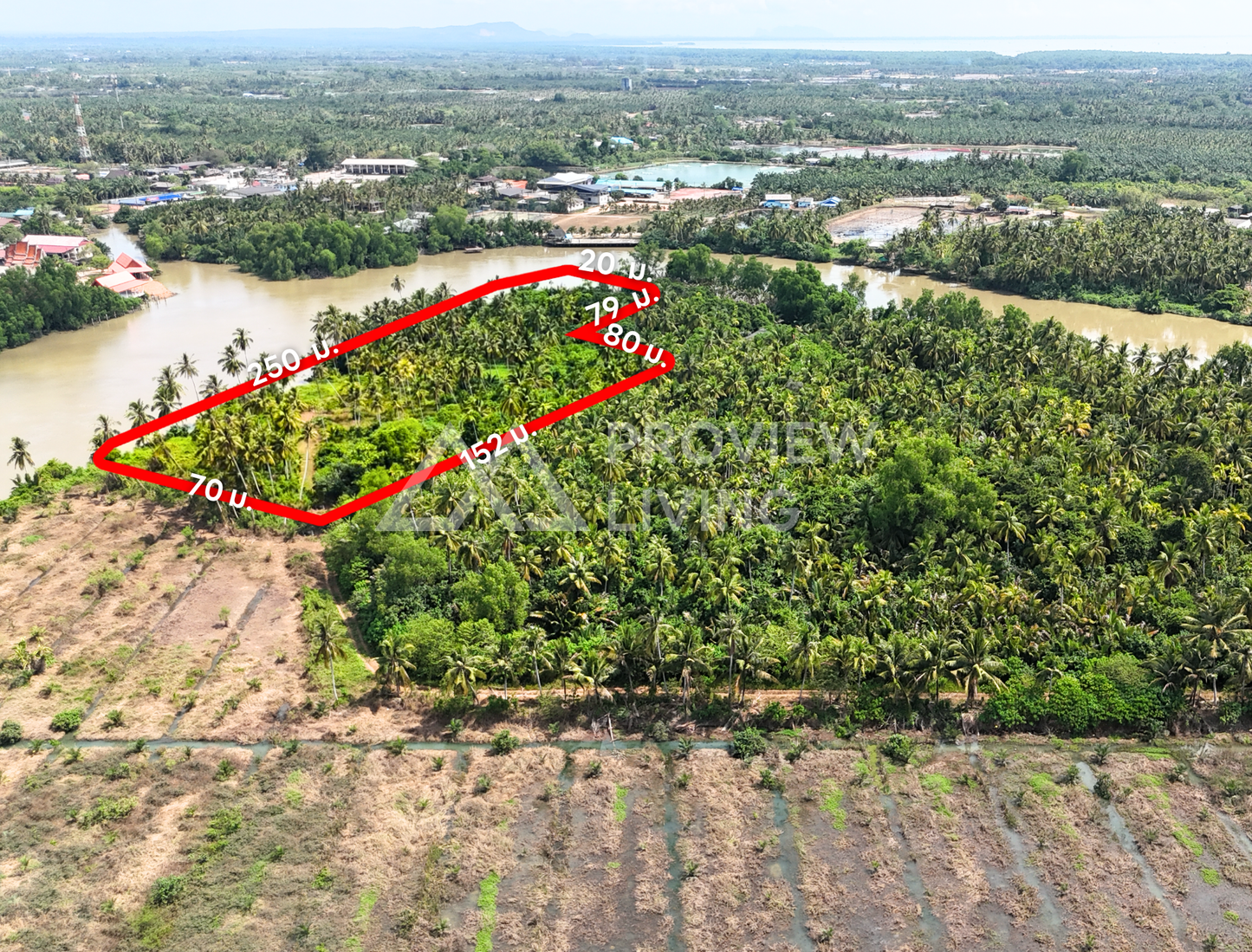 ที่ดินริมแม่น้ำ + สวนมะพร้าว เนื้อที่ 8-1-24 ไร่ @บางโพธิ์ สุราษฎร์ธานี