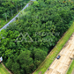 Oil palm plantation for sale, 6 rai @ Bang Baimai Intersection, price 2.XX MB / rai