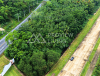 Oil palm plantation for sale, 6 rai @ Bang Baimai Intersection, price 2.XX MB / rai