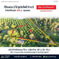 ที่ดินสวน 2 ไร่ @วัดโพธิ์ 31 ซ.5 ใกล้เจทีทีขนส่ง  200  ม.   (สุดซอย)