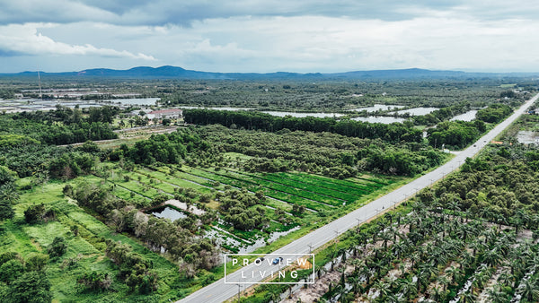 25 rai of undeveloped land, 2 plots, 12 meters frontage on the main road, Phumriang, Chaiya, Surat Thani