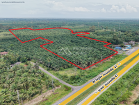 Oil palm plantation for sale, 6 rai @ Bang Baimai Intersection, price 2.XX MB / rai