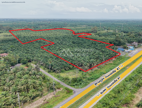Oil palm plantation for sale, 6 rai @ Bang Baimai Intersection, price 2.XX MB / rai