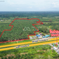 Oil palm plantation for sale, 6 rai @ Bang Baimai Intersection, price 2.XX MB / rai