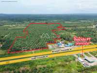 Oil palm plantation for sale, 6 rai @ Bang Baimai Intersection, price 2.XX MB / rai