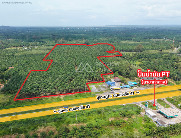 Oil palm plantation for sale, 6 rai @ Bang Baimai Intersection, price 2.XX MB / rai