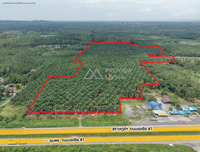 Oil palm plantation for sale, 6 rai @ Bang Baimai Intersection, price 2.XX MB / rai